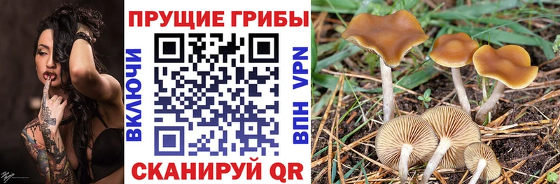 цена   Заозёрск  Псилоцибиновые грибы ЛСД 